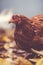 Chicken on fallen leaves in the aviary. Brown chicken walking on a pile of dry leaves in an aviary on an autumn day on a