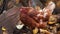 Chicken on fallen leaves in the aviary. Brown chicken walking on a pile of dry leaves in an aviary on an autumn day on a