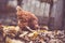 Chicken on fallen leaves in the aviary. Brown chicken walking on a pile of dry leaves in an aviary on an autumn day on a