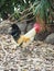 Chicken family,chicks,hen,country side, Thailand