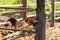 Chicken family at farm stable