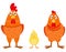 Chicken family front view