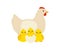 Chicken family, hen mother and her yellow baby chicks. Chicken with brood, symbol easter. Family of domestic fowl