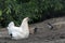 Chicken family with hen and small chicks in Free Range Poultry Farm