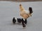 Chicken family with six young ones