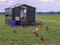 Chicken farm