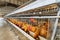 Chicken farm