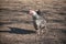 chicken in farm running in outdoor