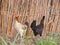 Chicken in a farm, rural life