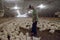 A chicken farmer