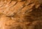 Chicken feather background