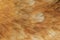 Chicken feather texture