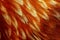 Chicken Feathers Macro