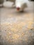 Chicken Feed on The Floor