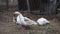 Chicken feed on a rural farmstead