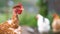 Chicken feeding on traditional rural barnyard. Hens on barn yard in eco farm. Free range poultry farming concept.