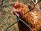 Chicken glancing behind the wire fence