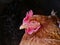 Chicken glancing at camera lens