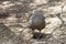 Chicken goose - Cape Barren goose - Cereopsis novaehollandiae -