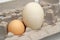 Chicken and Goose Eggs