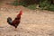 Chicken in the Gravel Road