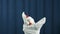 Chicken hand puppet dramatically shaking and waves on scene with blue background