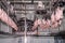 Chicken hang on conveyor rail an automated equipment for chicken meat processing