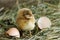 Chicken hatched from egg and looking at camera