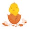 Chicken hatching from the egg. Cartoon baby chick born process. Small baby bird emergence from egg, cracked shell. Funny