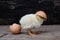 Chicken hatching from an egg and eggshell