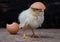 Chicken hatching from an egg and eggshell
