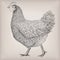Chicken hen domestic bird farm meat animal poultry alive standing. Vector beautiful square closeup livestock agriculture sign