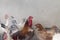 Chicken hen farm organic home pets for eggs nutrition fresh from nature.