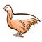 Chicken, hen hand drawn icon. Barnyard fowl. Hennery, poultry, eggs production. Domestic bird.