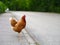 Chicken hen on the road