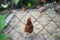 Chicken in a hencoop behind a wired fence during daytime