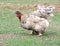 Chicken, hens on a green grass on a farmyard