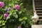 Chicken hiding in blooming hydrangea