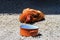 Chicken in high heat lying in the sand in front of an old pot with water