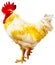 A chicken image on a white background to use in your montage