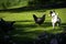 Chicken and Jack Russell Terrier