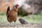 Chicken on Kauai