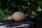 Chicken laid eggs on fresh green background