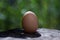 Chicken laid eggs on fresh green background