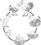 Chicken life cycle