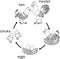 Chicken life cycle.