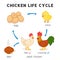 Chicken life cycle diagram chart in science subject kawaii doodle vector