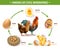 Chicken Life Cycle Infographics