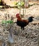 Chicken life forage in nature