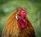 a chicken with a long and red comb with a red crest